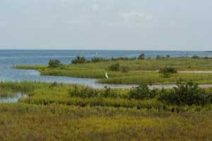 Saltmarsh, photo courtesy of Nancy Herron