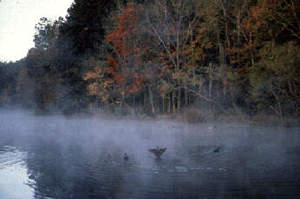 view of east Texas Pineywoods