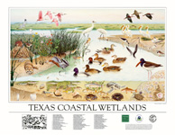 coastal wetlands