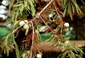 Bald Cypress Lleaves and Cones - photo by  Dan Nickrent