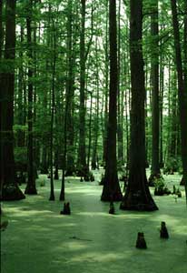 Bald Cypress Swamp with Knees Protruding from the Water Surface - Photo by Dan Nickrent