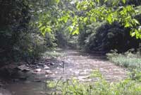 Photo of a Riffle Along a Stream